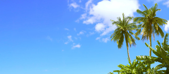 background two Coconut tree and Cloud in blue sky