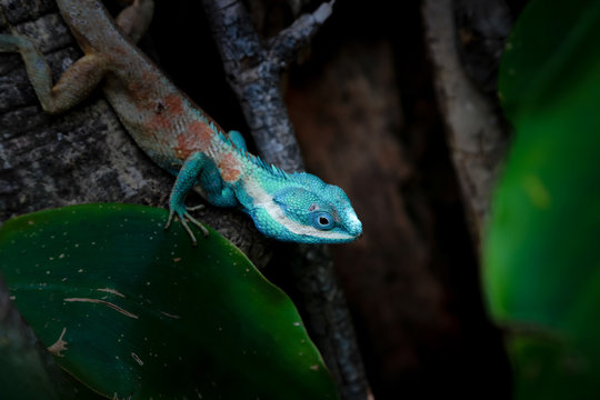 Chameleon on the tree, The white chameleon