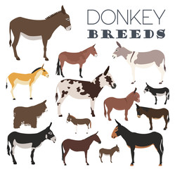 Obraz premium Donkey breeds icon set. Animal farming. Flat design