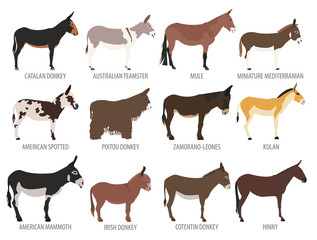 Donkey breeds icon set. Animal farming. Flat design