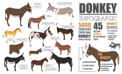 Obraz premium Donkey breeds infographic template. Animal farming. Flat design