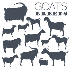 Goat breeds icon set. Animal farming. Flat design