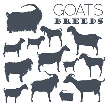 Goat breeds icon set. Animal farming. Flat design