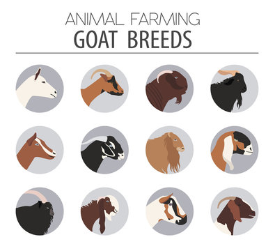 Goat breeds icon set. Animal farming. Flat design
