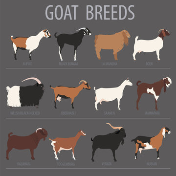 Goat breeds icon set. Animal farming. Flat design