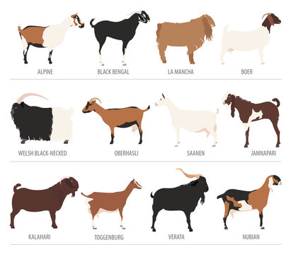 Goat breeds icon set. Animal farming. Flat design