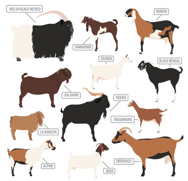 Goat breeds icon set. Animal farming. Flat design