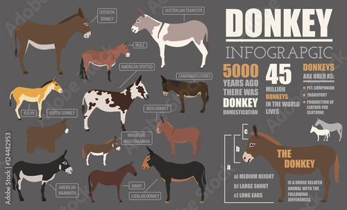  Donkey Breeds Infographic Template Animal Farming Flat Design Stock 