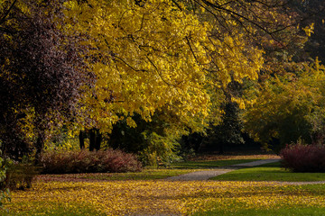 Autumn in park