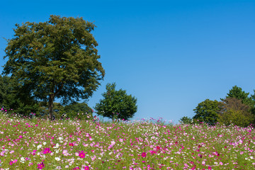 コスモスと青空