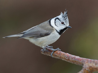 European crested tit