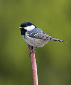 Coal tit