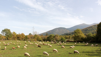 Fototapeta na wymiar sheeps on a meadow. domestic animals theme