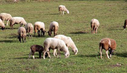 sheeps on a meadow. domestic animals theme