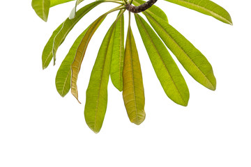Green leaf isolated on white background