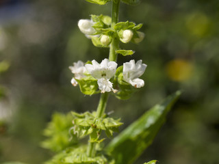バジルの花
