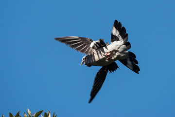 Common Wood Pigeon, Wood Pigeon, Columba palumbus