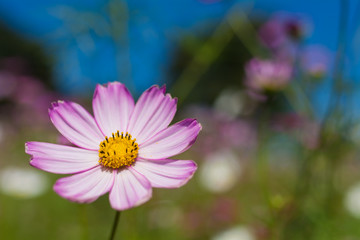 Fototapeta premium ピンクコスモス