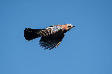 Jay, Garrulus glandarius