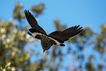 Common Wood Pigeon, Wood Pigeon, Columba palumbus
