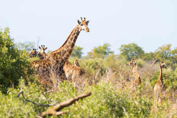 Herd of Giraffes walking in the bush. in the Kruger National Park, major travel destination in South Africa.