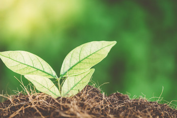 Green sprout growing from seed