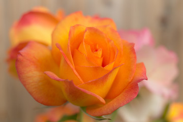 rose close up