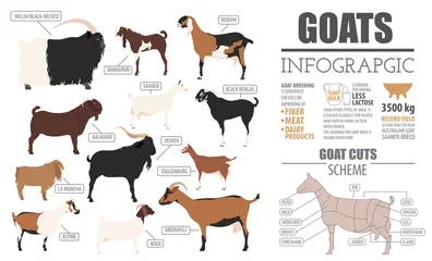 Fotobehang Goat breeds infographic template. Animal farming. Flat design © a7880ss