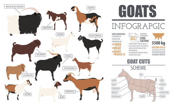 Goat breeds infographic template. Animal farming. Flat design