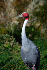 Naklejka premium Red White and Gray Sarus Crane Standing Outside