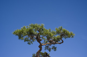 松と青空