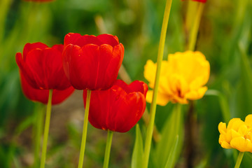 Obraz premium Blooming tulips with red bud