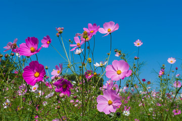 秋桜
