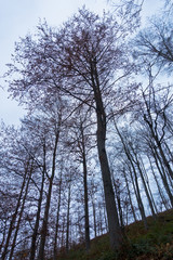 Silhouette of trees in a forest against blue sky at late autumn