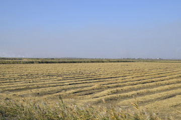 Harvesting rice in the fields. Beveled rice in field
