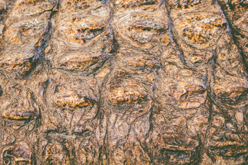 Naklejka premium Close-up of crocodile skin