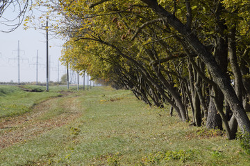 The Forest along the road in the fall. Yellowing leaves on the branches