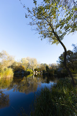 Fototapeta na wymiar lake in the forest in autumn