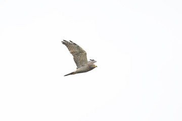 サシバ(Grey-faced buzzard)