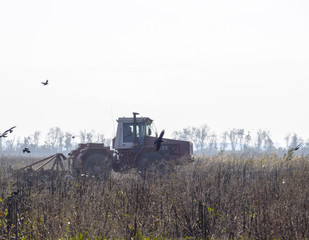 Obraz premium Tractor plowing a field and crows flying around him in search of food