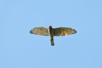 サシバ(Grey-faced buzzard)
