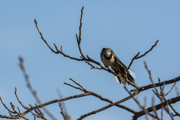 White Wagtail stretches one wing on a leafless tree