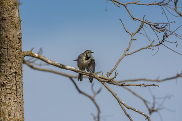 White Wagtail stretches one wing on a leafless tree