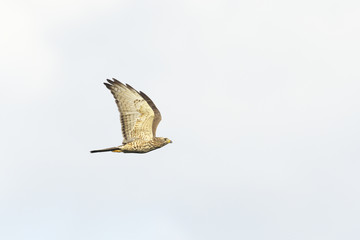サシバ幼鳥(Grey-faced buzzard)