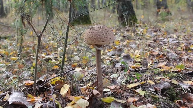 Mushroom umbrella