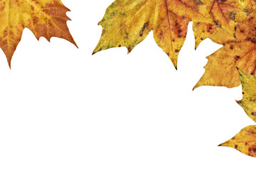 Dry Maple Leaves On White Background