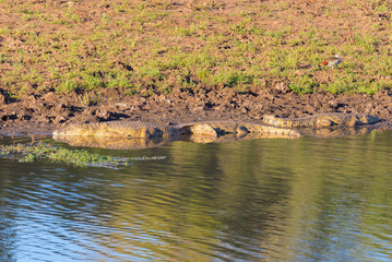 Crocodiles on river bank. Safari in Kruger National Park, travel destination in South Africa.