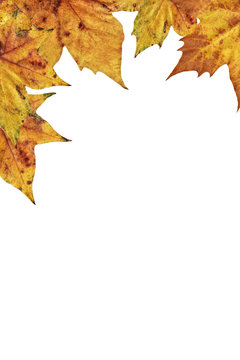 Dry Maple Leaves On White Background