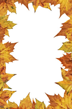 Autumn Maple Leaves On White Background