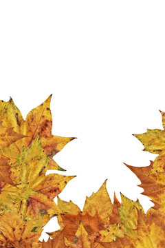 Autumn Maple Leaves On White Background